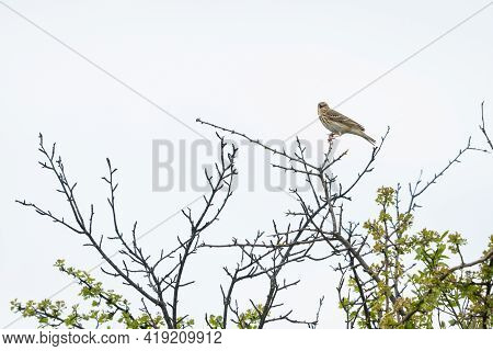 A Tree Pipit (anthus Trivialis) Sitting On A Bush, Cloudy Day In Springtime (waschberg, Austria)