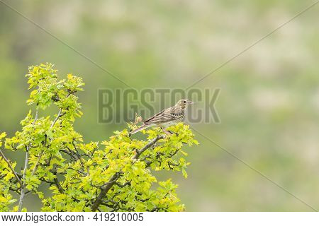 A Tree Pipit (anthus Trivialis) Sitting On A Bush, Cloudy Day In Springtime (waschberg, Austria)