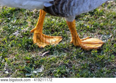 Feet Of The Bar-headed Goose, Anser Indicus Is A Goose That Breeds In Central Asia In Colonies Of Th