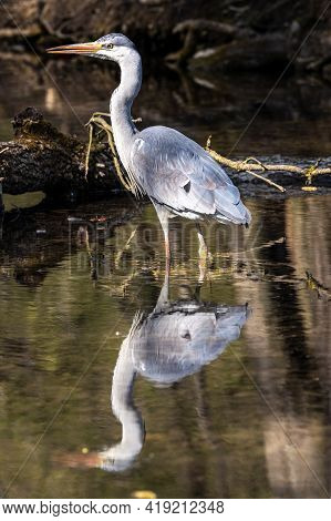 Grey Heron, Ardea Cinerea, A Massive Gray Bird Wading Through A Flat Lake Searching For Fish, With F