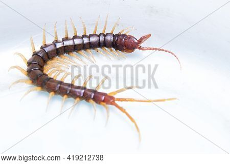 Common Indian Centipede On White Backdrop Stock Photo
