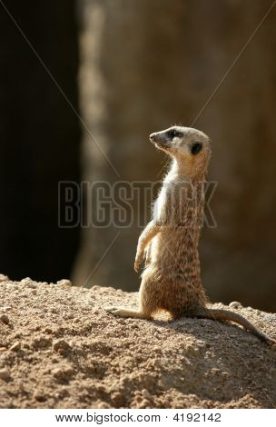 Afrikanische Suricata Standing Warnung