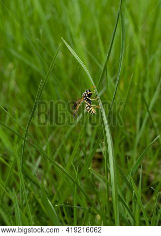 Wasp. Ultra Macro Photo. Wasp On A Green Grass. Parts Of The Body Of A Wasp Close-up. Insect Close-u