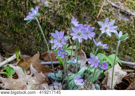Hepatica (hepatica Acutiloba) Blooming In A Wisconsin Woodland During Spring. Also Known As Liverlea