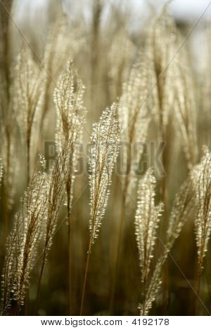 mediterrane wild goldene spikes