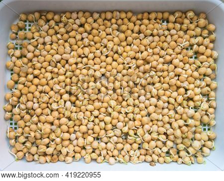 Germination Of Seeds In A Special Tray. Tray With Grid For Microgreening. Pea Seeds With Sprouts, Su