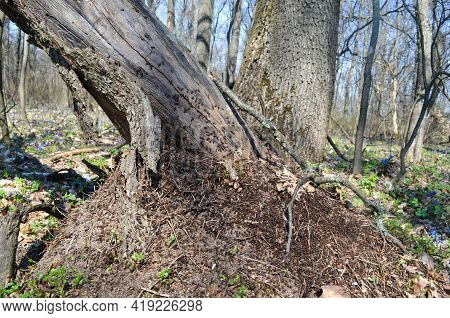An Old Tree Trunk Fallen And An Anthill Around It. Nature Landscape With An Ant-heap In The Forest I