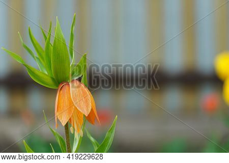 Flower Royal Crown Close-up Or Fritilaria Imperialis Aurora