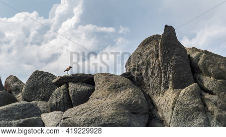 Black Dark Boulders With A Small Bird Lying On A Beach Along The Coast Of Axim Ghana West Africa