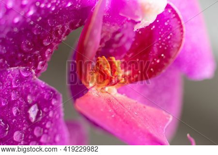 Close Up View Of Beautiful Orchid Flowers Lip Labellum In Bright Magenta Color.blooming Phalaenopsis