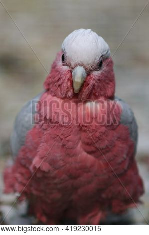 Pink Cockatoo Looks At The Camera, Close-up. Eolophus Roseicapilla