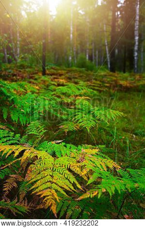 Thickets Of Ferns In The Autumn Forest At Dawn. Sun Glare Through The Trees In The Forest. Calm Mood
