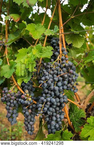 Vineyards In Summer Harvest. Large Bunches Of Red Wine Grapes In Sunny Weather.