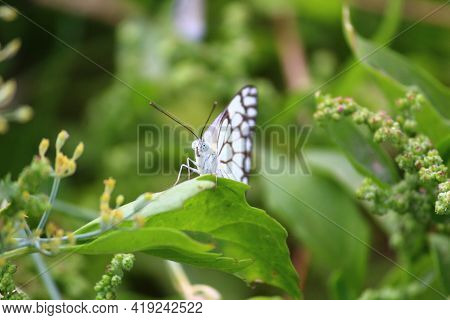 Butterfly Sitting On The Green Leave In The Forest. Beautiful Butterfly, Insect In The Nature Habita