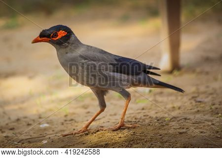 Common Myna Bird On Ground Looking For Food