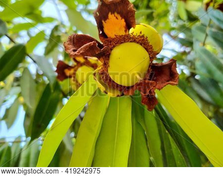 Mesua Ferrea Flower Fruit Green Yellow Garden Blossom