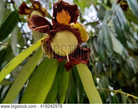 Mesua Ferrea Flower And Green Leaves Background Sunset
