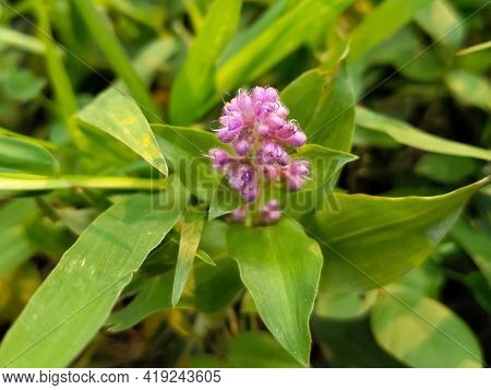Floscopa Glabrata Pink Flowers In The Garden Blossom Background