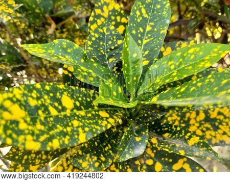 Aucuba Japonica Yellow Green Leaves On Tree Background Sunset