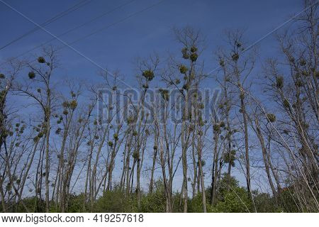 Mistletoe Growing On A Tree