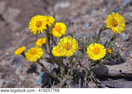 Blooming In Early Spring Bush Coltsfoot. Beautiful Yellow Coltsfoot Flower. Tussilago Farfara.
