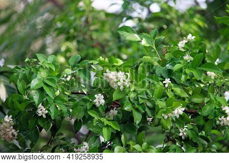 Orange Jasmine In The Garden With Water Drop.