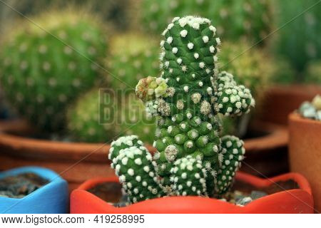 Close Up Cactus Plants Mammillaria Bucareliensis Erusamu