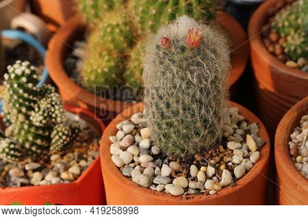 Close Up Mammillaria Bocasana Cactus In The Farm.