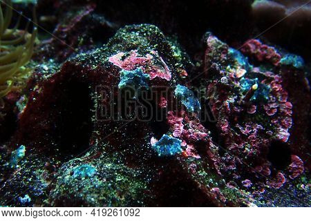 Asterina Sea Star Is Common Star In Home Coral Reef Aquarium Tanks