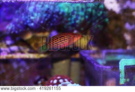 Six Line Wrasse Fish - (pseudocheilinus Hexataenia)