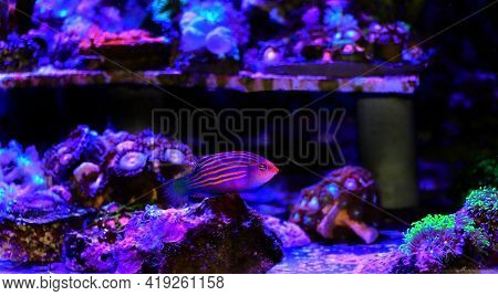 Six Line Wrasse Fish - (pseudocheilinus Hexataenia)