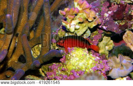 Red Brilliant Flame Hawkfish - (neocirrhites Armatus)