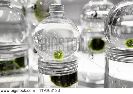 Marimo Or Cladophora Ball Or Moss Ball Or Lake Ball In Glass Jar With Water. Symbol Of Everlasting L
