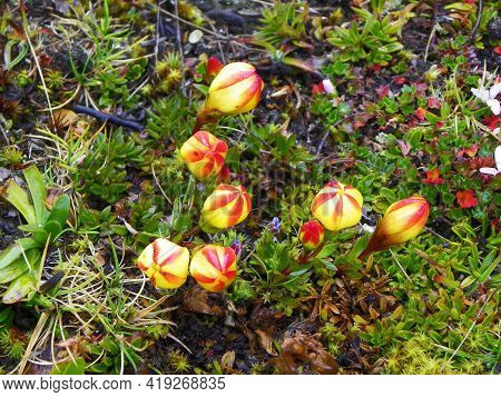 Gentianella Hirculus Is Flower Of Paramo System. Low Herbs Growing Solitary Or In Groups. The Flower