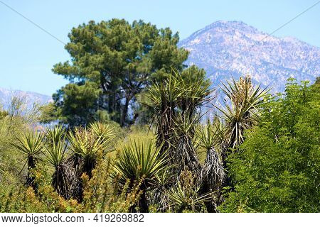 Chaparral Shrubs Including The Yucca Plant Taken At A Chaparral Woodland With The San Gabriel Mounta