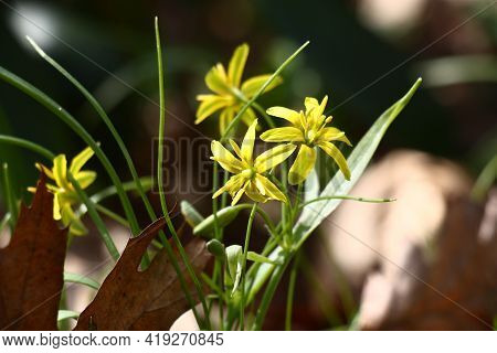 Spring Sunny Day. The Gagea Blossomed In Small Yellow Flowers Among The Fallen-down Brown Leaves Of 