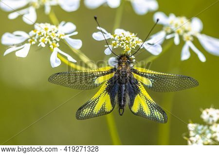 Owly Sulphur (libelloides Coccajus) Rare Insect Species Resting On White Flower In Tuscany, Italy, A
