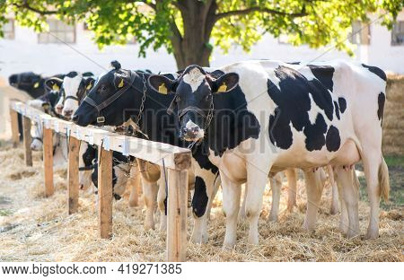 Cows In A Farm. Dairy Cows In A Farm