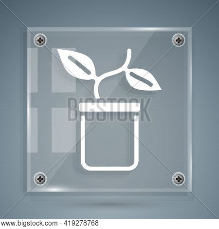 White Plant In Pot Icon Isolated On Grey Background. Plant Growing In A Pot. Potted Plant Sign. Squa