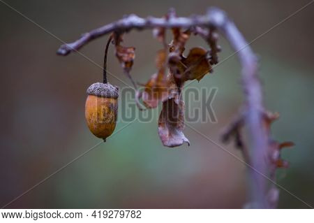 Acorn. Hanging On A Branch, Oak Autumn Leaves And Acorn. Close-up Of An Oak Branch With Dry Leaves A