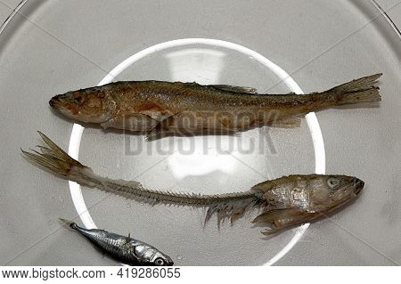 Whole Fried Fish Smelt And Fish Bones On A Plate.