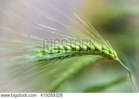 Green Barley Ear, Single Green Barley Ear