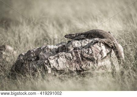 Fine Art Image Of Monitor Lizard Or Bengal Monitor Or Common Indian Monitor Or Varanus Bengalensis P