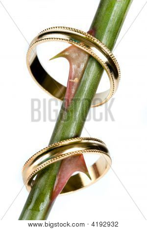 Espinhos de casamento