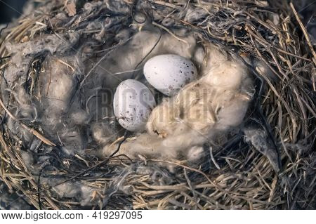 Common Redpoll Nest And Eggs In The Wild. Nesting Mealy Redpoll