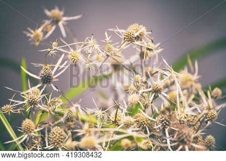 Thistle Buds On A Natural Background. Selective Focus
