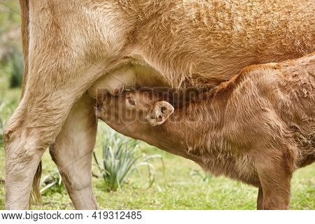 Unweaned Calf Suckling From His Mother. Bovine Cattle. Nursling
