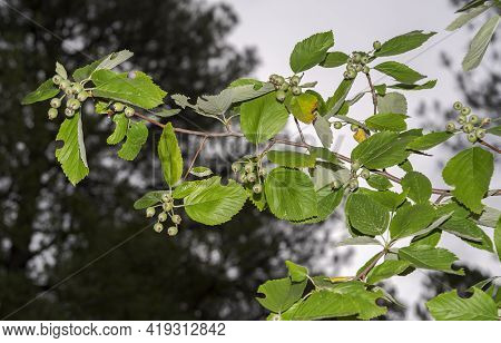 Leaves And Fruits Of Whitebeam, Sorbus Aria. Photo Taken In Beteta Gorge, Province Of Cuenca, Spain