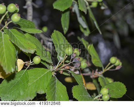 Leaves And Fruits Of Whitebeam, Sorbus Aria. Photo Taken In Beteta Gorge, Province Of Cuenca, Spain