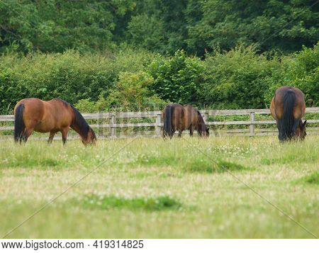 A Small Herd Of Horses Graze A Summer Paddock.